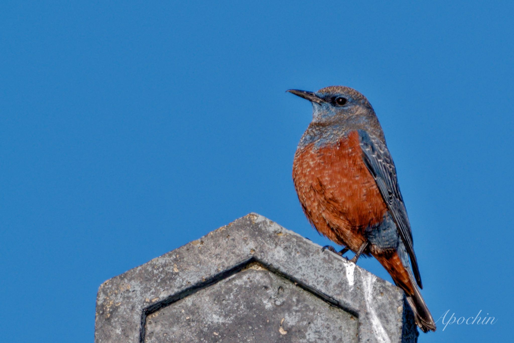 Blue Rock Thrush