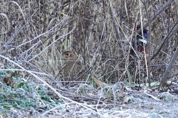 Common Pheasant 静内 Sat, 12/2/2023