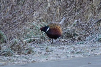 Common Pheasant 静内 Sat, 12/2/2023