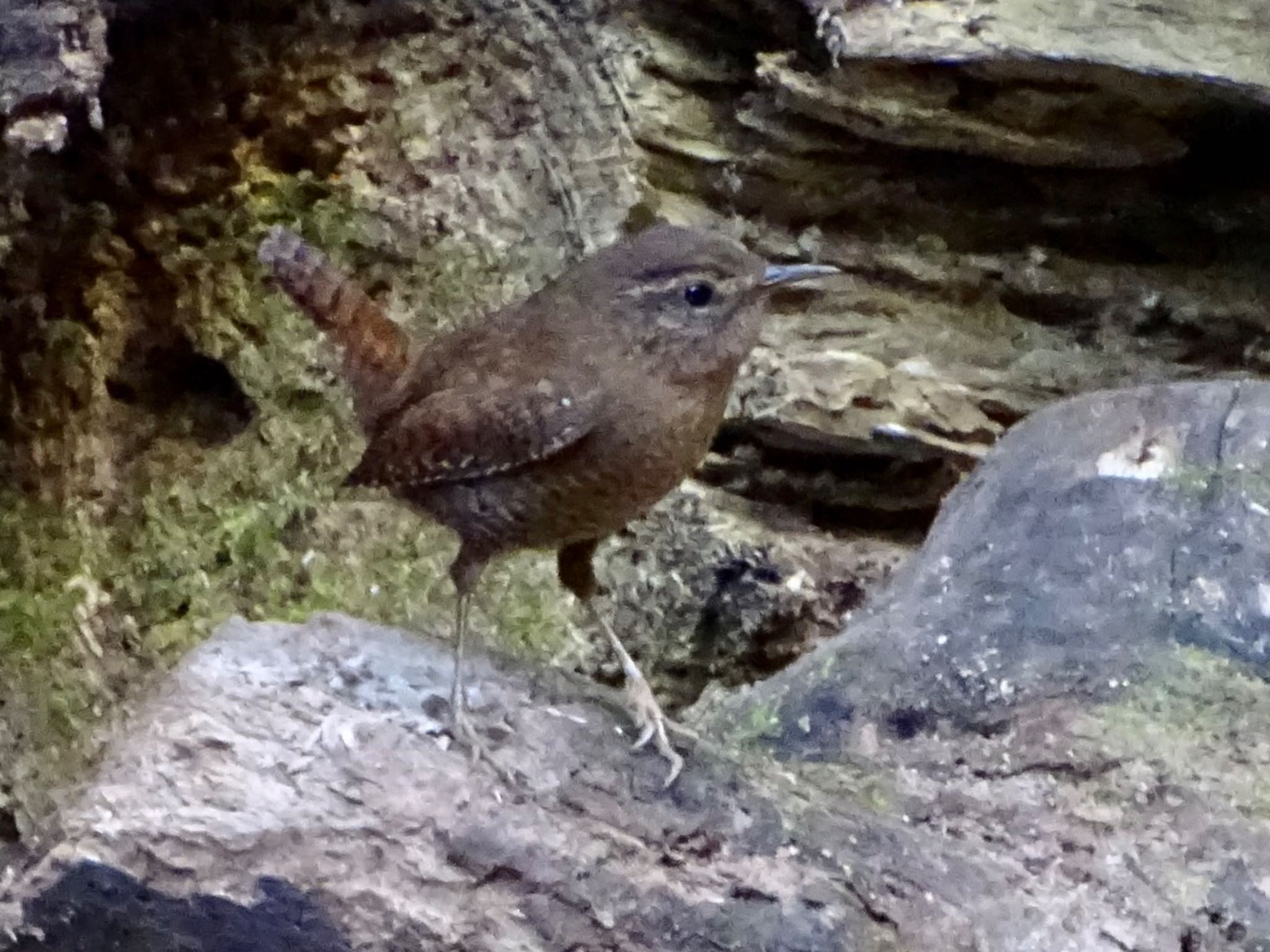 Eurasian Wren