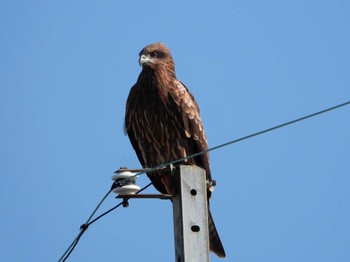 Black Kite 早崎内湖ビオトープ(滋賀県長浜市) Wed, 12/6/2023