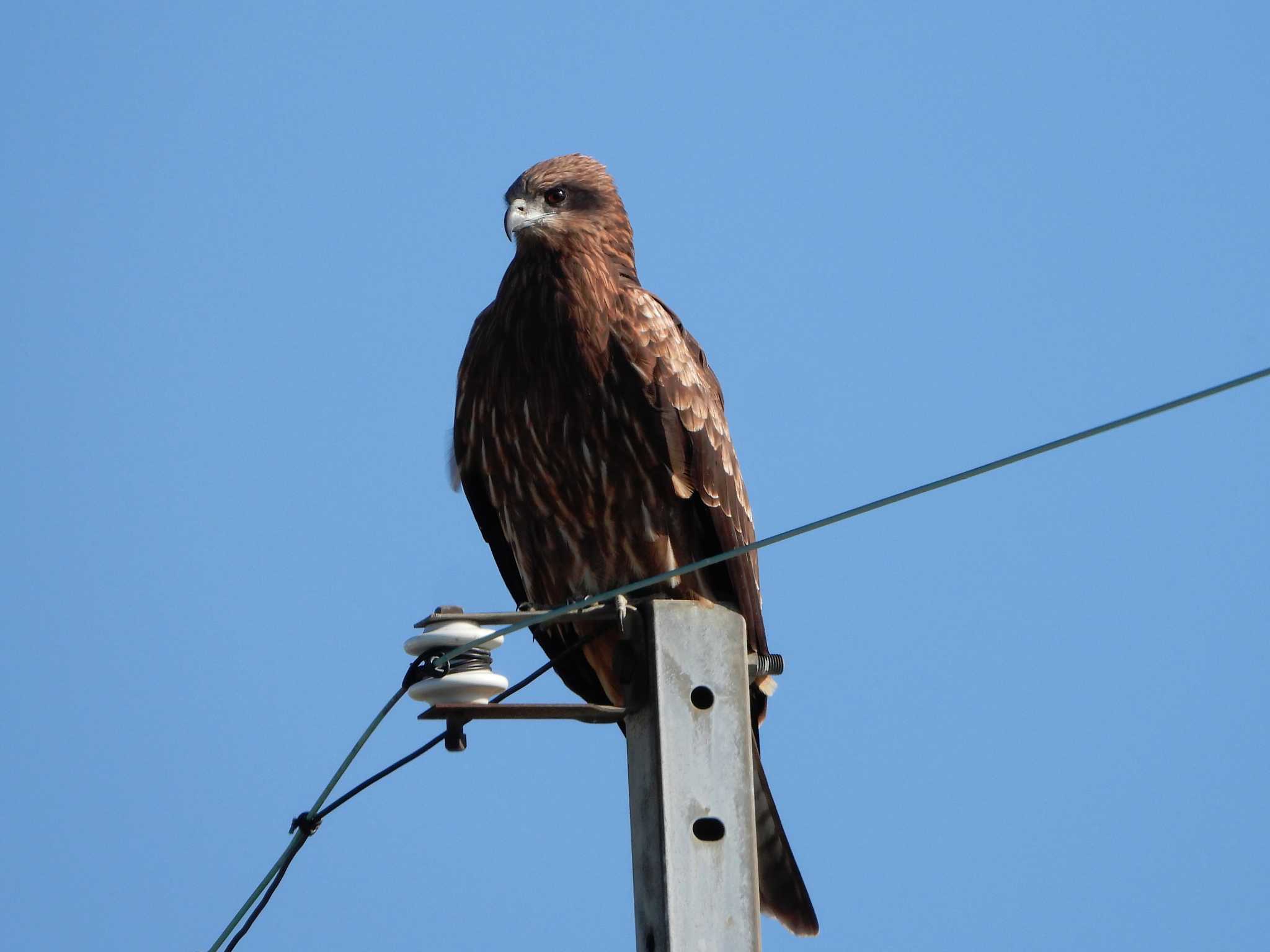 Black Kite