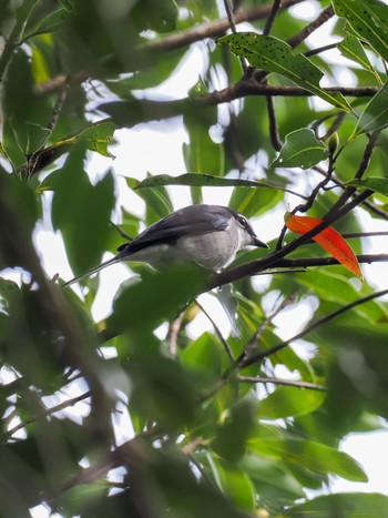 Ryukyu Minivet Amami Nature Observation Forest Thu, 12/28/2023