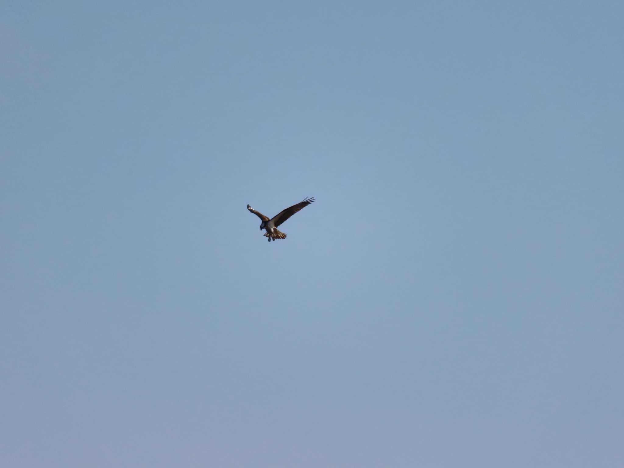 Osprey