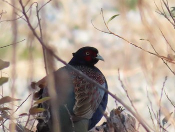 2023年12月28日(木) 多摩川の野鳥観察記録