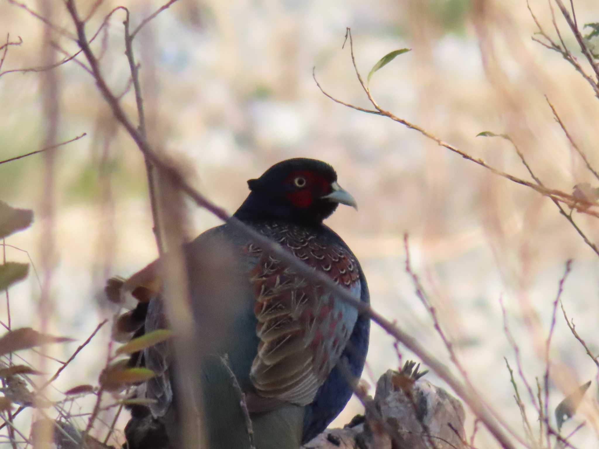 Green Pheasant