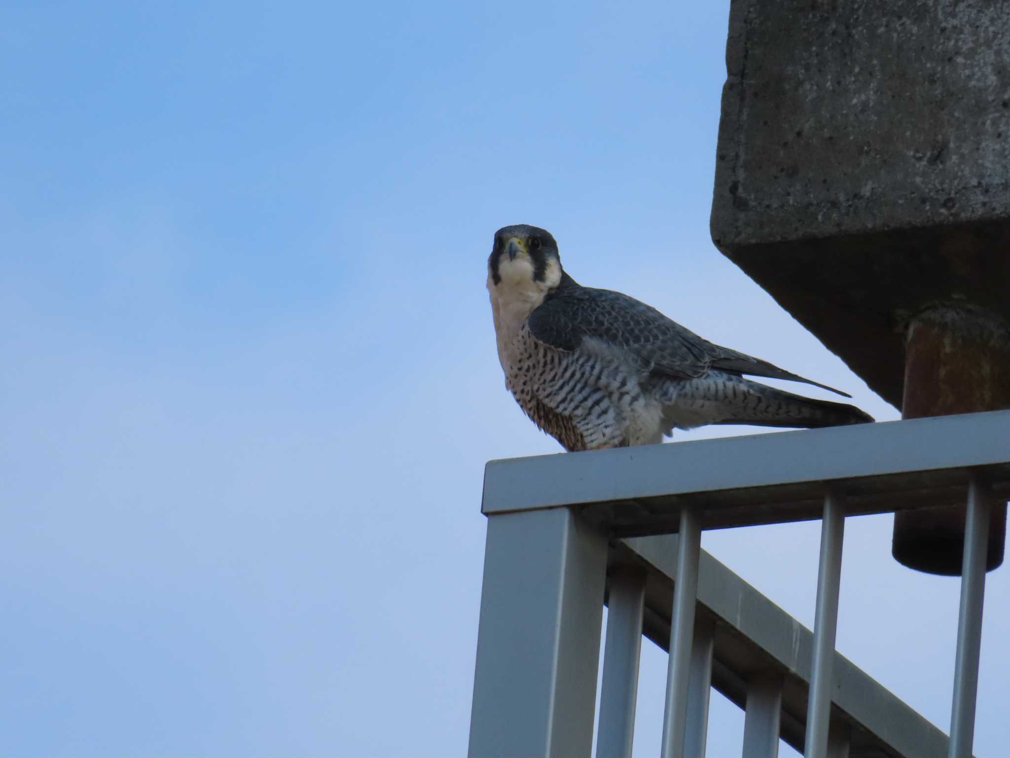 Peregrine Falcon