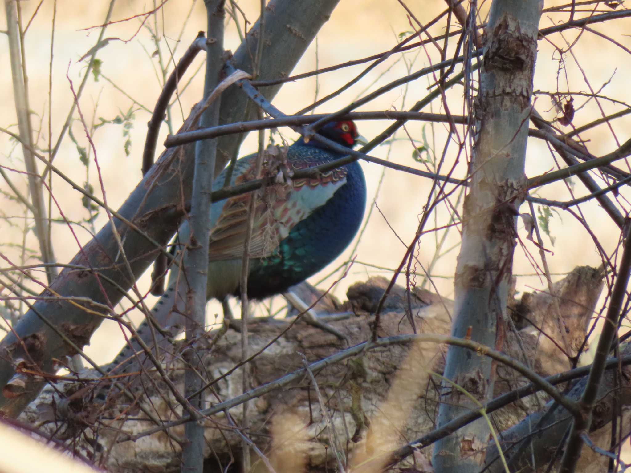 Green Pheasant