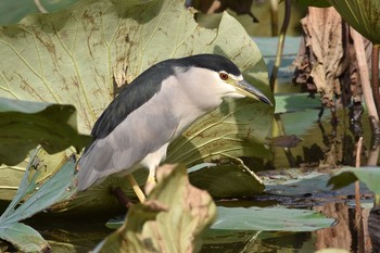 Black-crowned Night Heron Unknown Spots Wed, 10/3/2018