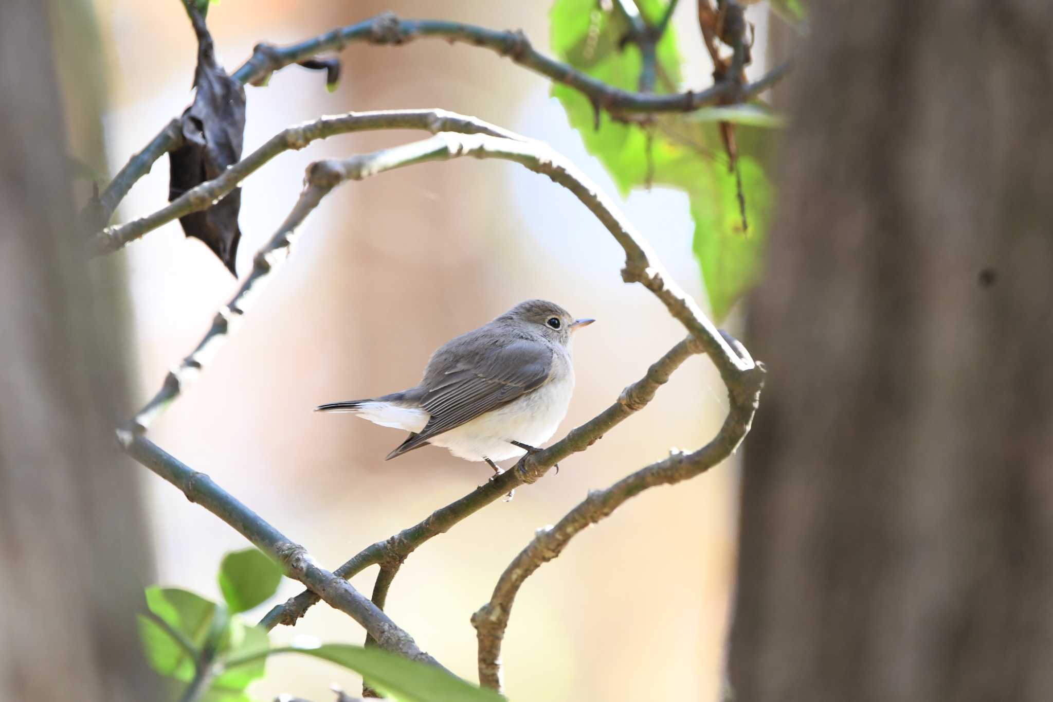 Red-breasted Flycatcher