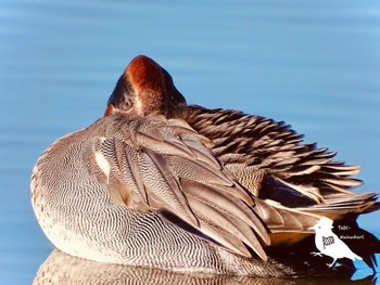 Eurasian Teal Isanuma Mon, 12/25/2023