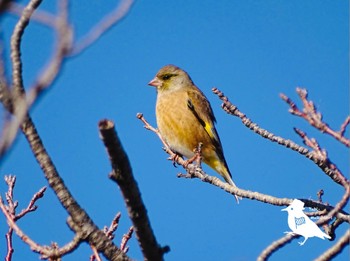 カワラヒワ 伊佐沼 2023年12月25日(月)