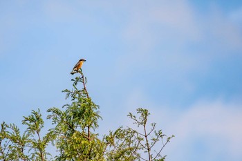 Sat, 10/20/2018 Birding report at Mikiyama Forest Park