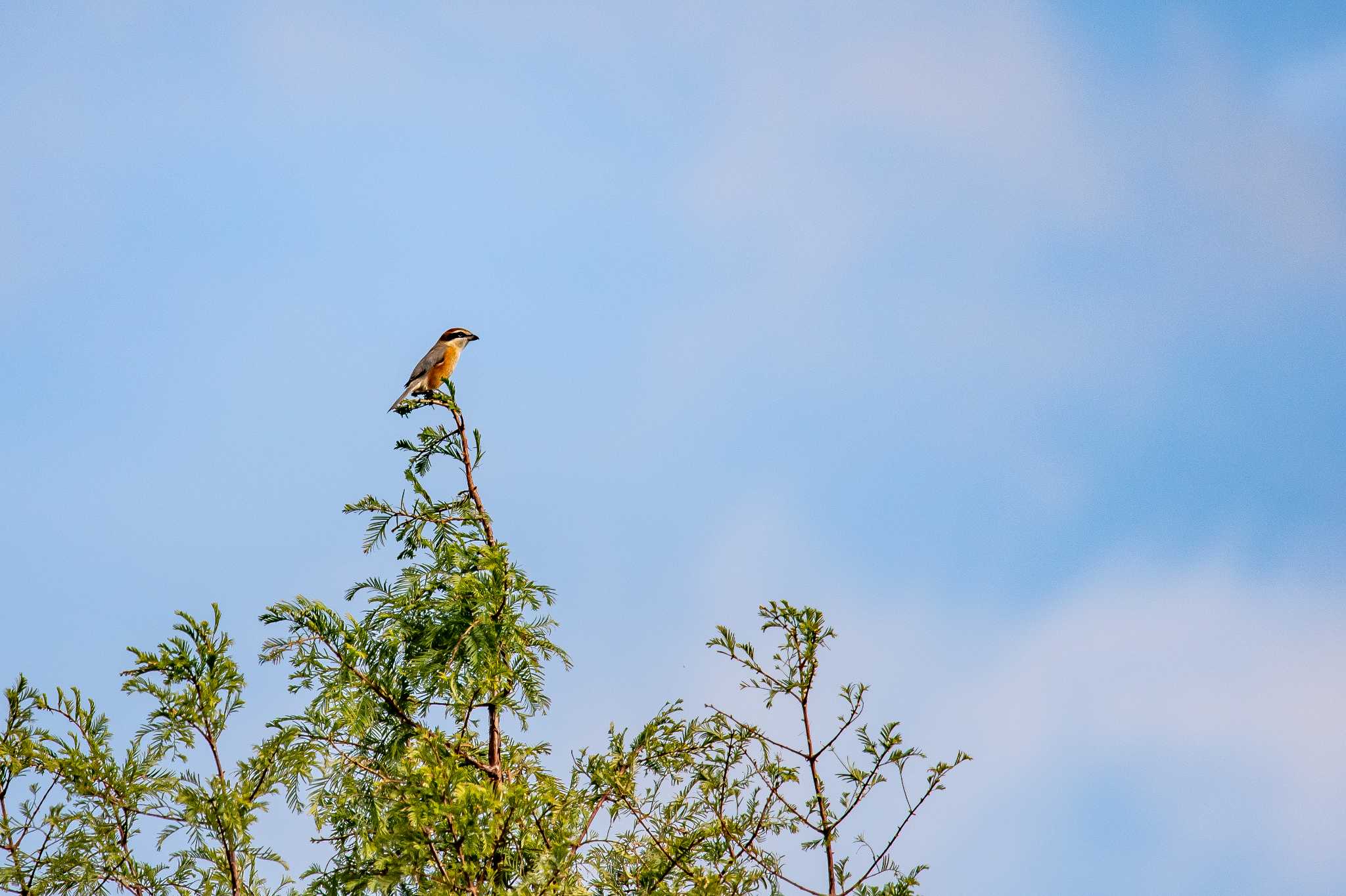 Bull-headed Shrike