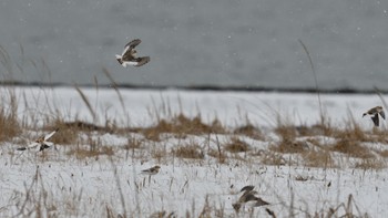 Snow Bunting Notsuke Peninsula Sat, 12/16/2023