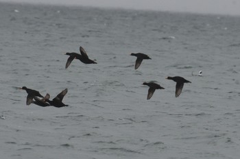 Black Scoter Notsuke Peninsula Sat, 12/16/2023