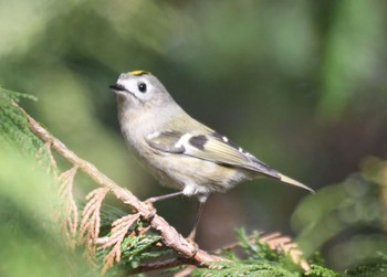 2023年12月27日(水) 片倉城跡公園の野鳥観察記録