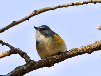 2023年12月21日(木) 高崎自然の森の野鳥観察記録