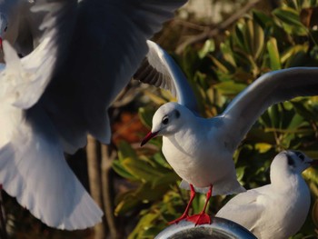 ユリカモメ 大池親水公園 2023年12月28日(木)