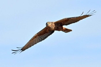 Eastern Marsh Harrier 稲敷市甘田干拓 Mon, 12/18/2023