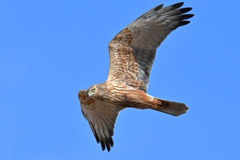 Eastern Marsh Harrier 稲敷市甘田干拓 Mon, 12/18/2023