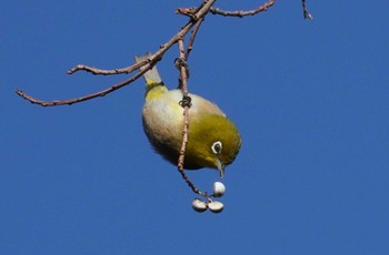 Warbling White-eye Osaka Tsurumi Ryokuchi Sat, 12/23/2023