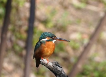 Common Kingfisher Osaka Tsurumi Ryokuchi Sat, 12/23/2023