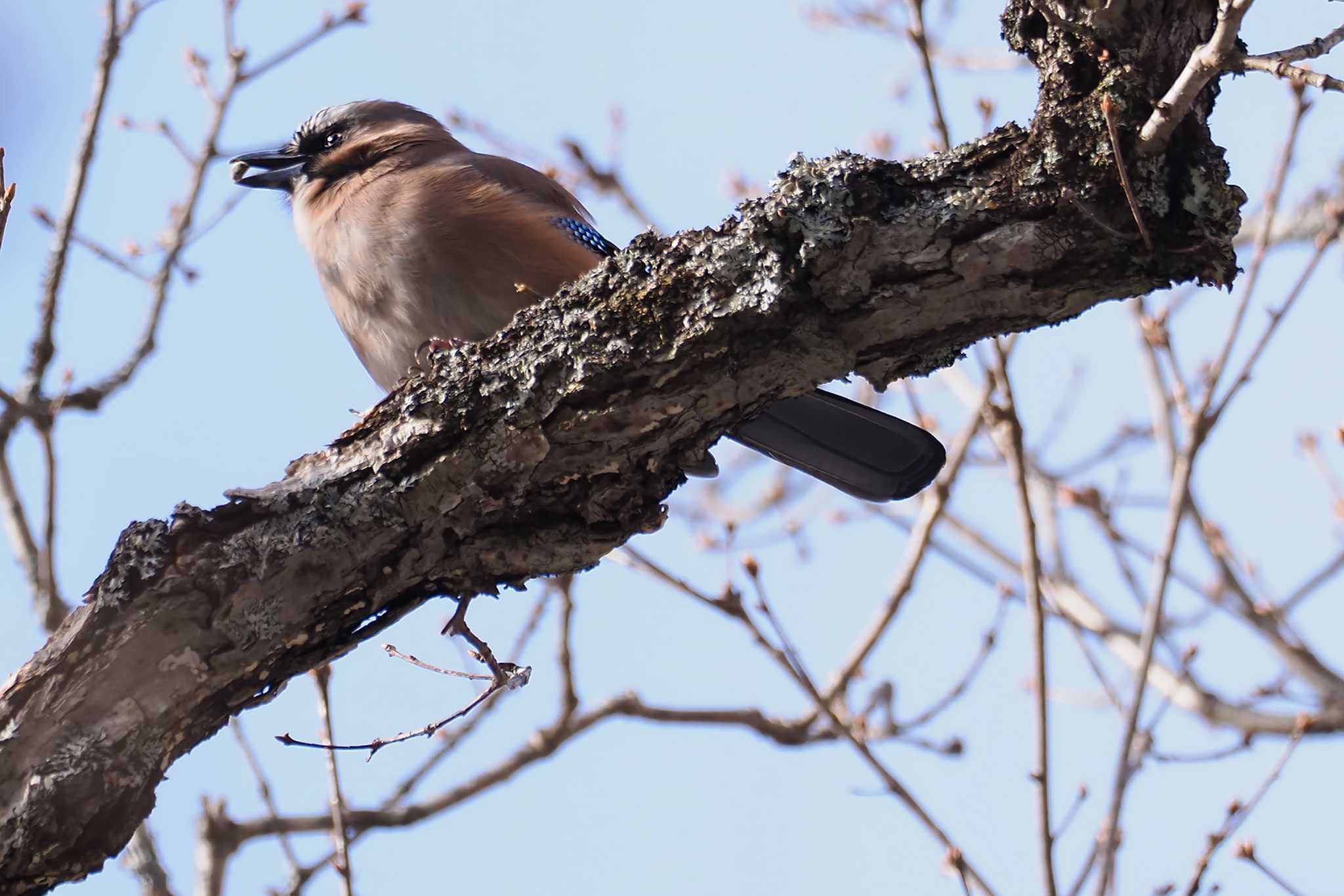 Eurasian Jay