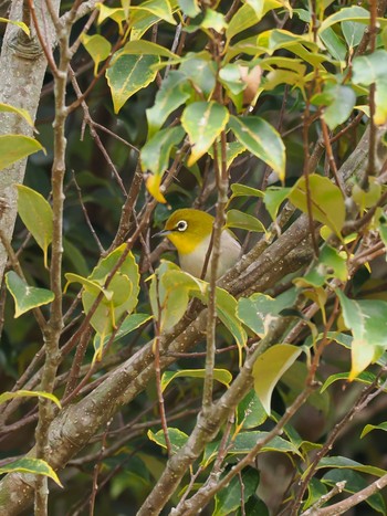 Japanese White-eye(loochooensis) 奄美大島紬村(奄美大島) Wed, 12/27/2023