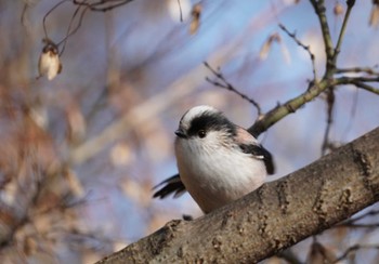 2023年12月28日(木) 大阪府の野鳥観察記録