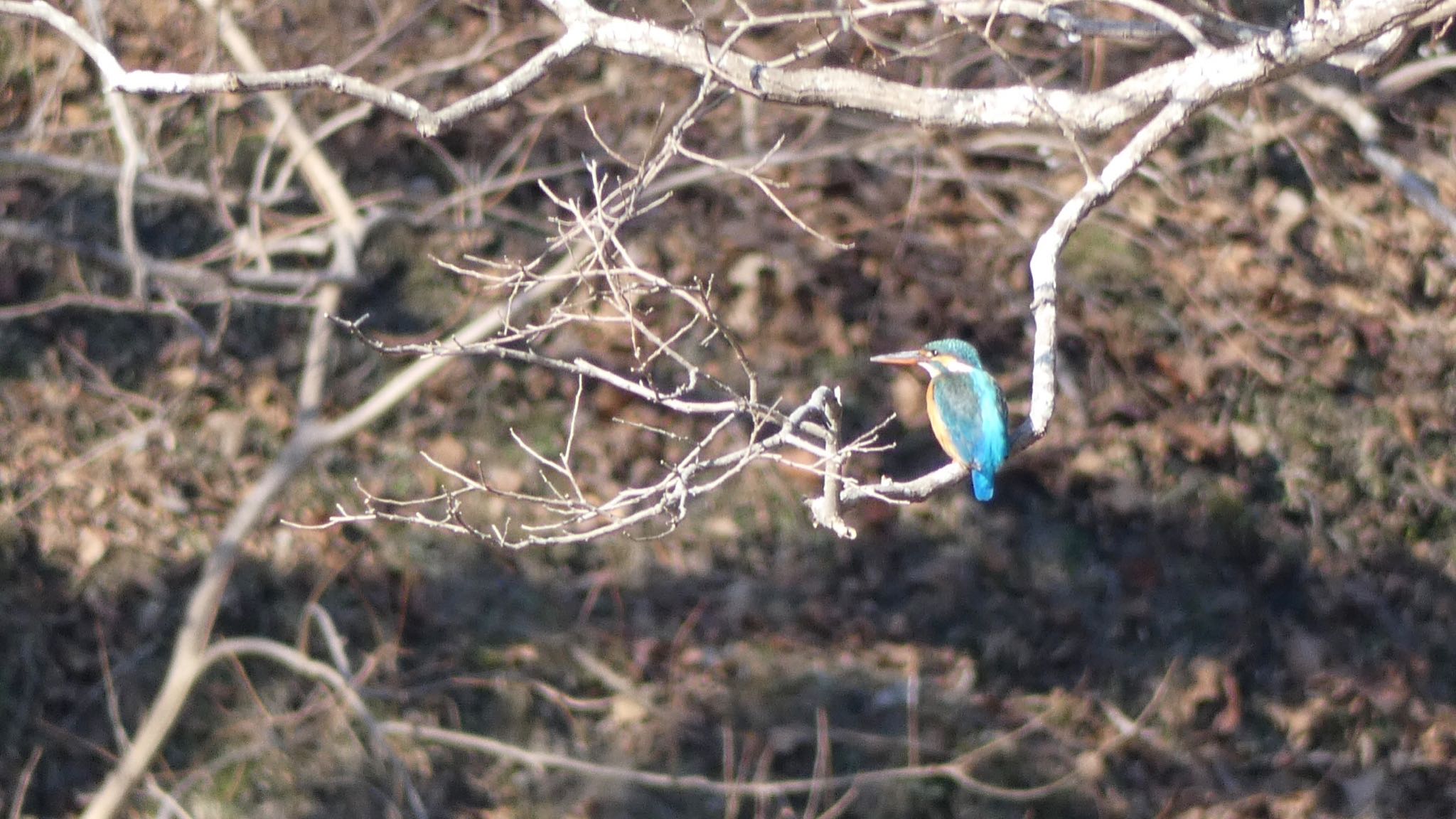 Common Kingfisher