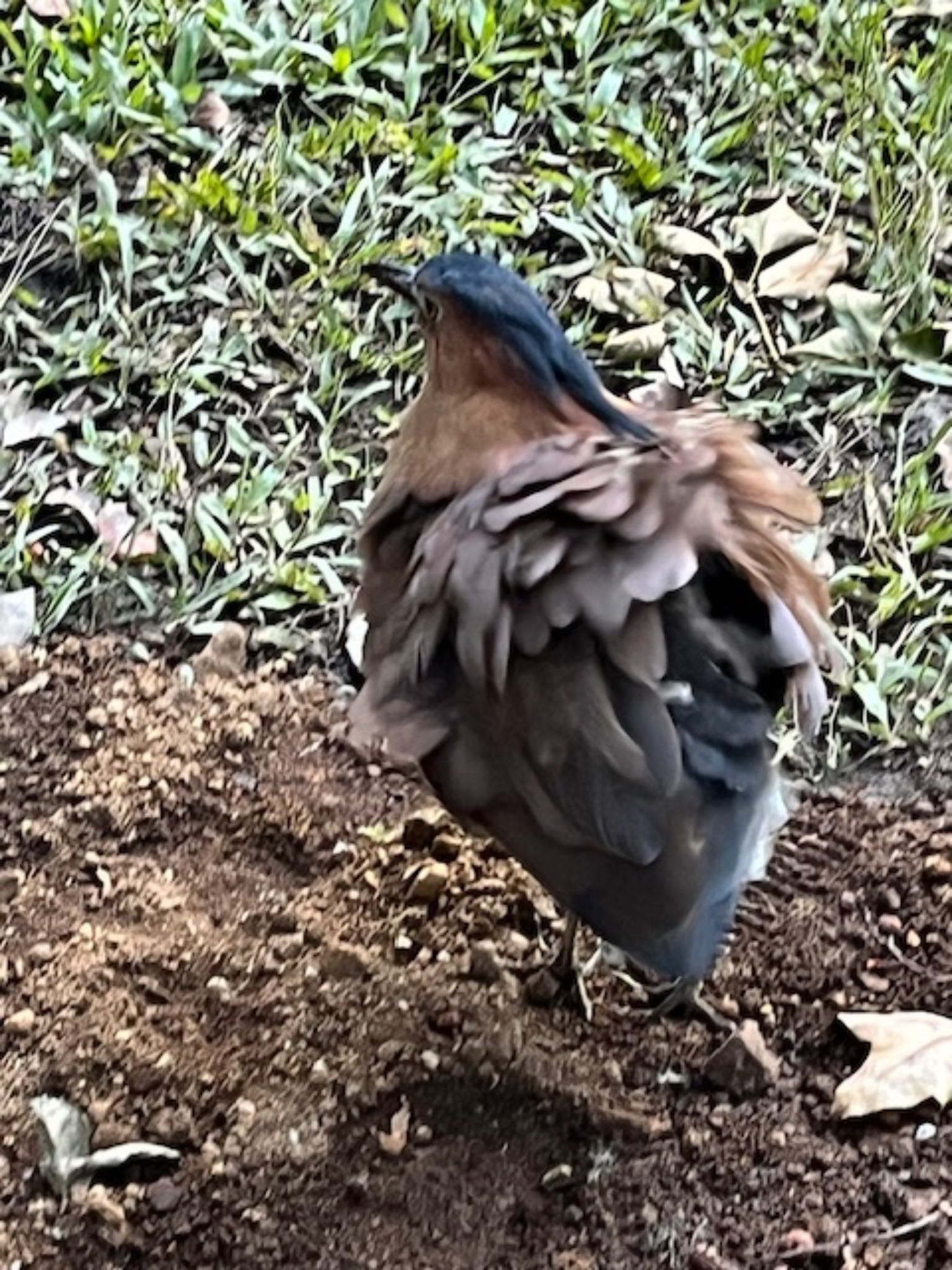 Malayan Night Heron