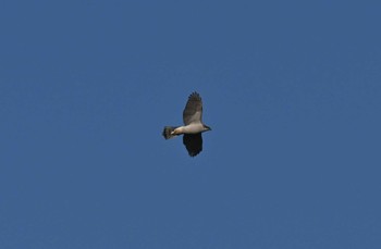 Eurasian Goshawk 奈良市水上池 Sun, 12/24/2023