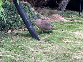 Wed, 11/22/2023 Birding report at 台北市内