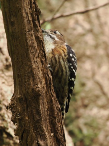 Japanese Pygmy Woodpecker(amamii) Amami Nature Observation Forest Thu, 12/28/2023
