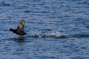 Black Scoter Unknown Spots Thu, 12/28/2023