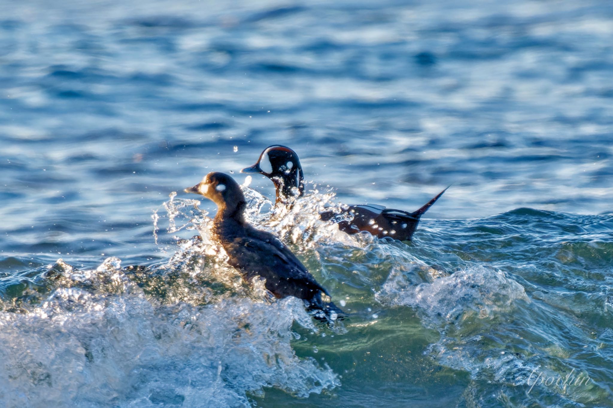 Harlequin Duck