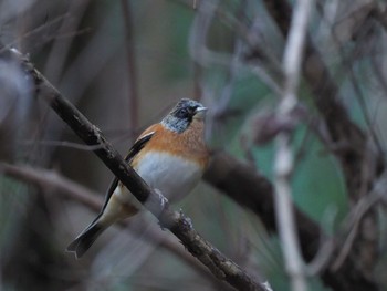 2023年12月28日(木) 早戸川林道の野鳥観察記録