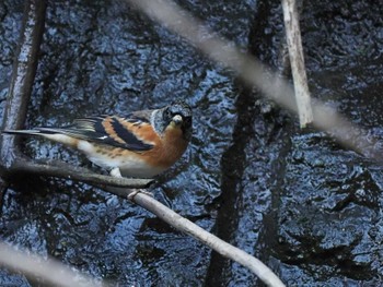 Brambling Hayatogawa Forest Road Thu, 12/28/2023