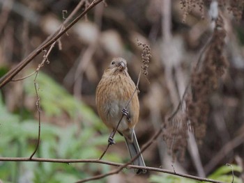 Siberian Long-tailed Rosefinch Hayatogawa Forest Road Thu, 12/28/2023