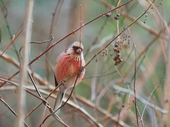 Siberian Long-tailed Rosefinch Hayatogawa Forest Road Thu, 12/28/2023