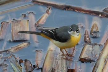 Grey Wagtail 金井遊水地(金井遊水池) Sun, 12/17/2023