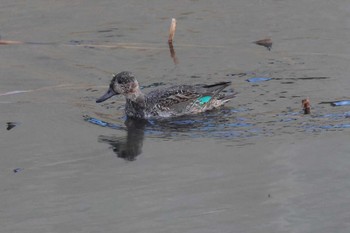 コガモ 金井遊水地(金井遊水池) 2023年12月17日(日)