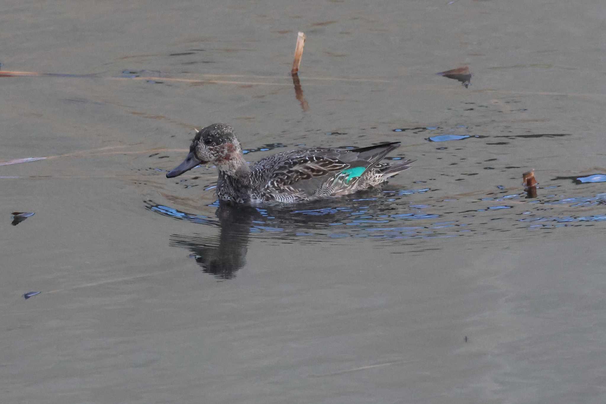 Eurasian Teal