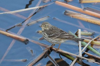 Water Pipit 金井遊水地(金井遊水池) Sun, 12/17/2023