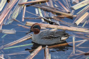 Eurasian Teal 金井遊水地(金井遊水池) Sun, 12/17/2023