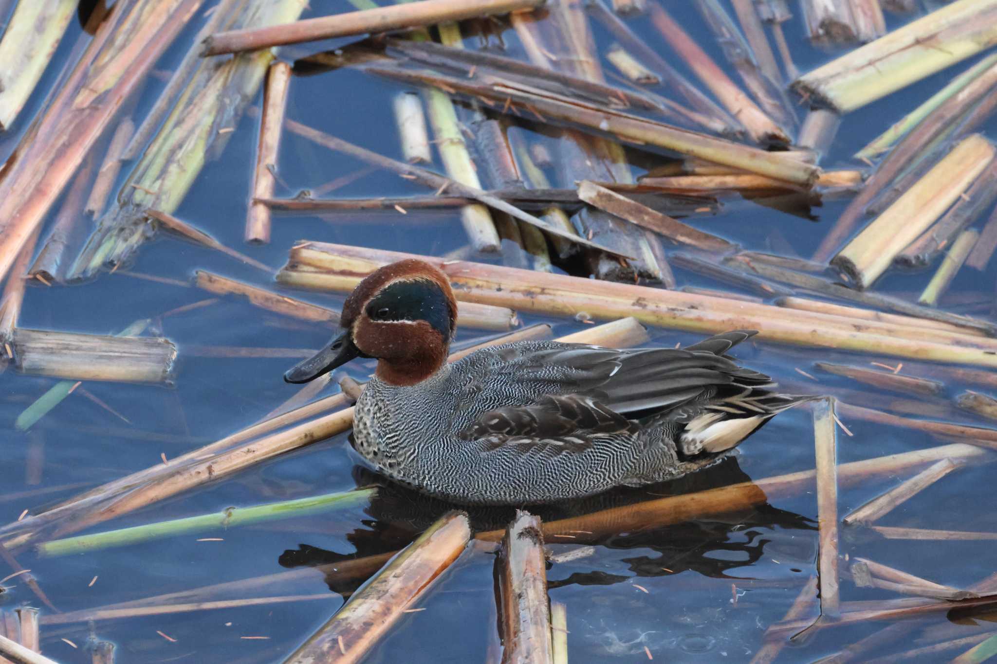 Eurasian Teal