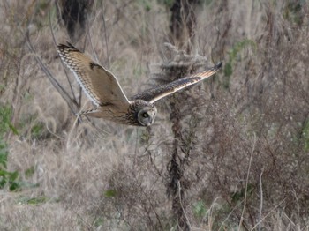 Tue, 12/26/2023 Birding report at 長崎県