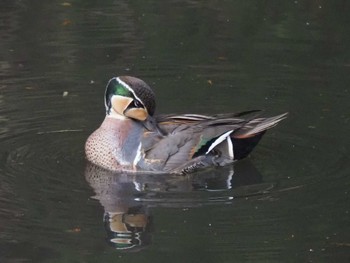 2023年12月28日(木) 座間市の野鳥観察記録