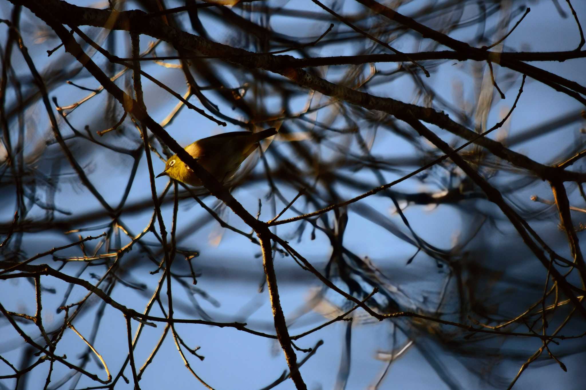 Photo of Warbling White-eye at 海上の森 by Bado